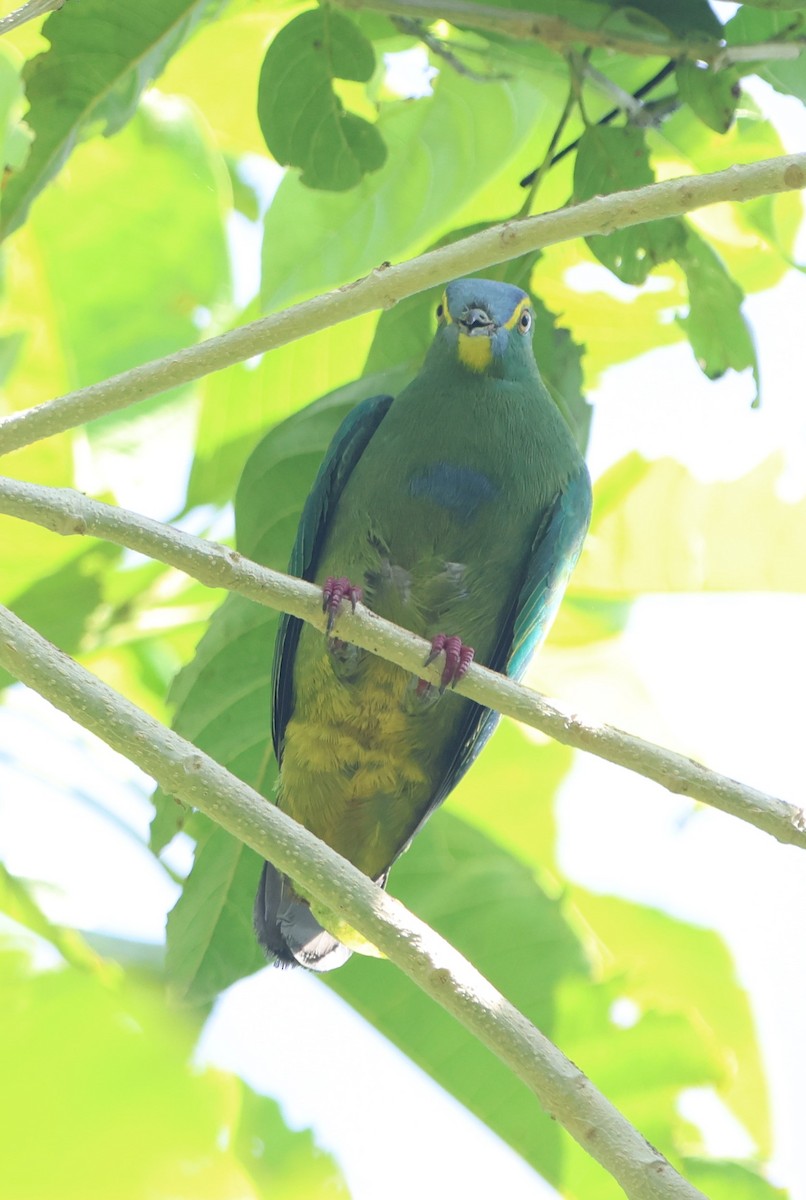 Blue-capped Fruit-Dove - ML627132465