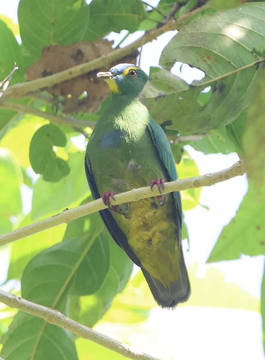 Blue-capped Fruit-Dove - ML627132466