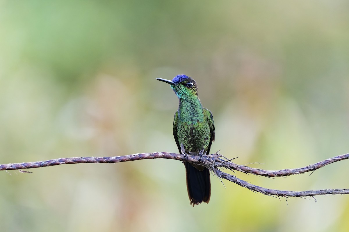 Violettstirn-Brillantkolibri - ML627132552