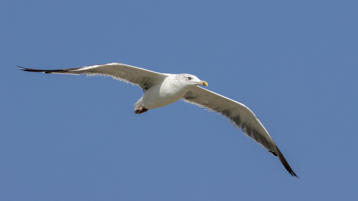 Lesser Black-backed Gull (Heuglin's) - ML627132946