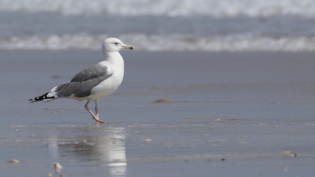 Lesser Black-backed Gull (Heuglin's) - ML627132947