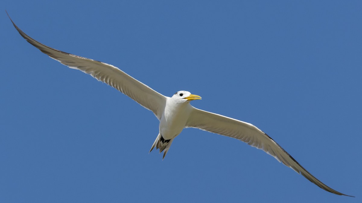 Great Crested Tern - ML627132954