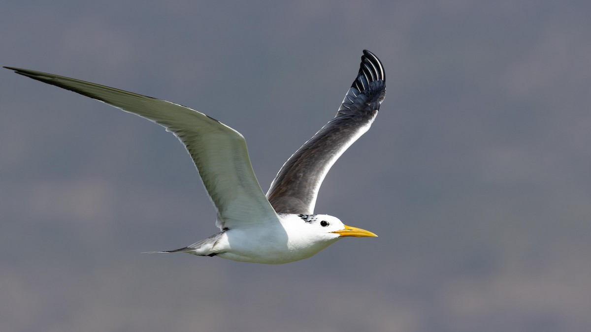 Great Crested Tern - ML627132997