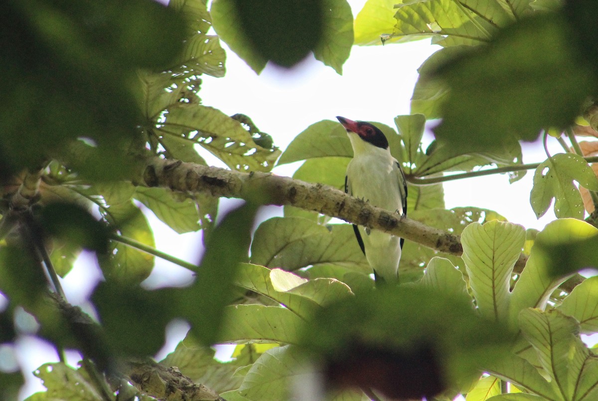 Black-tailed Tityra - ML627133386