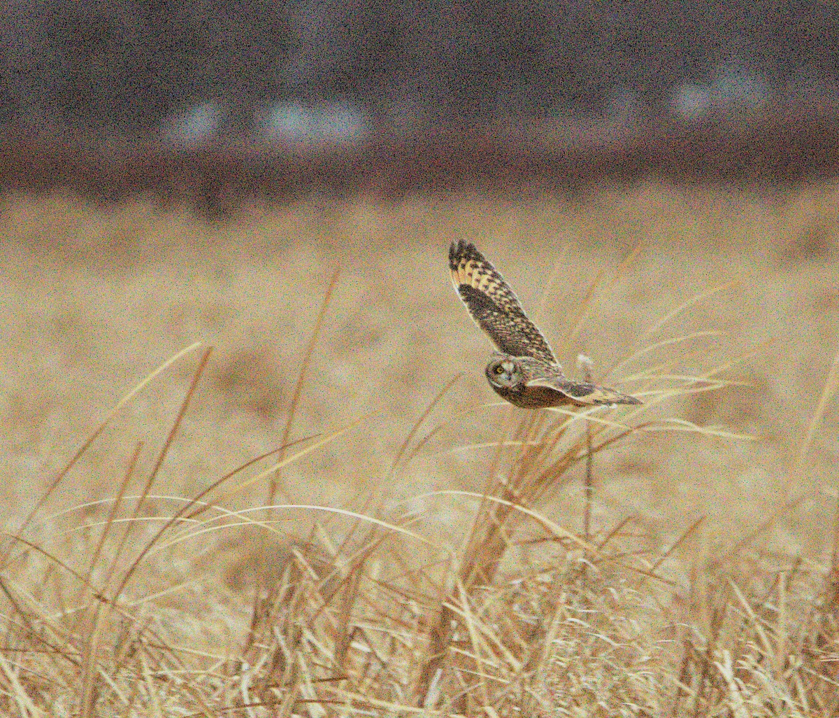 Short-eared Owl - ML627133443