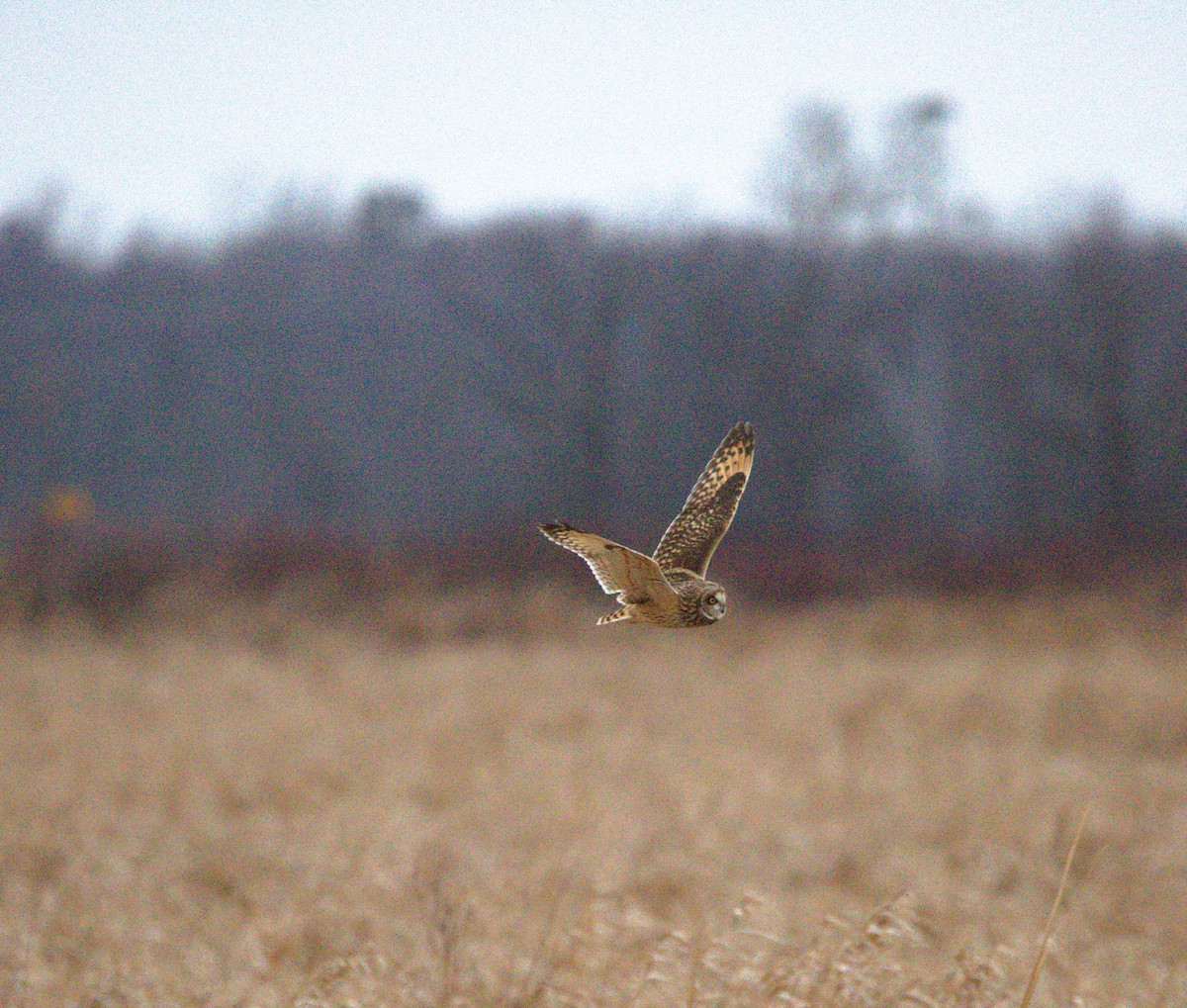 Short-eared Owl - ML627133444