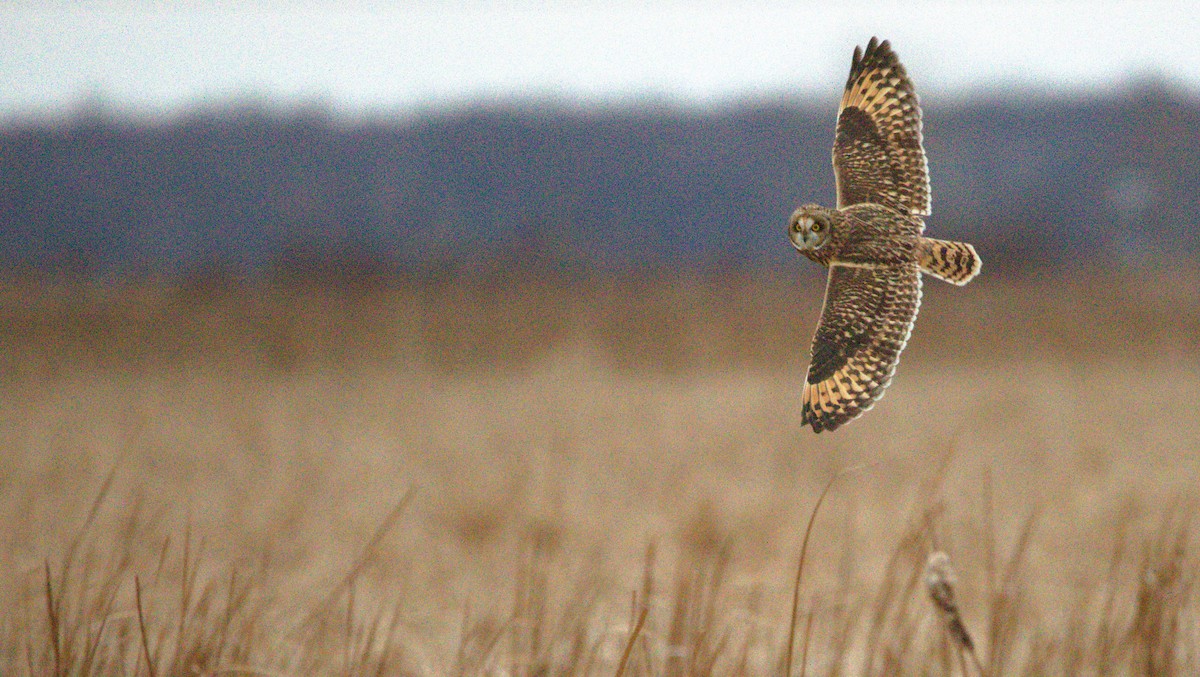 Short-eared Owl - ML627133445