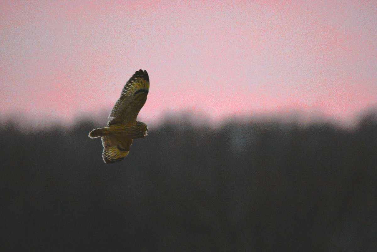 Short-eared Owl - ML627133462