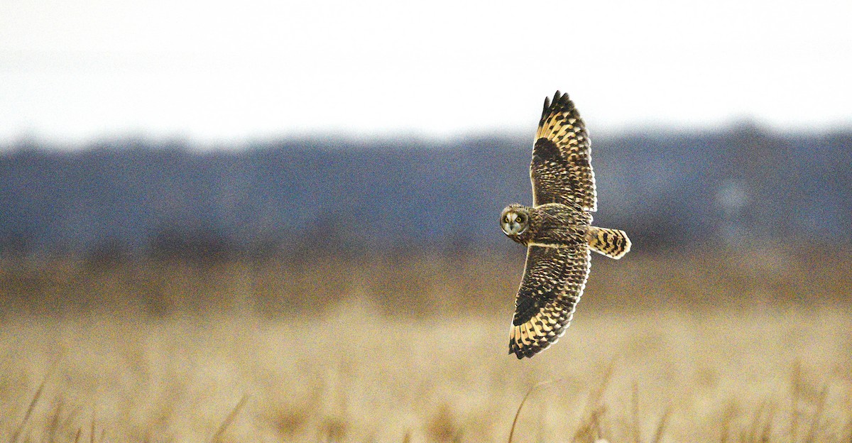 Short-eared Owl - ML627133463