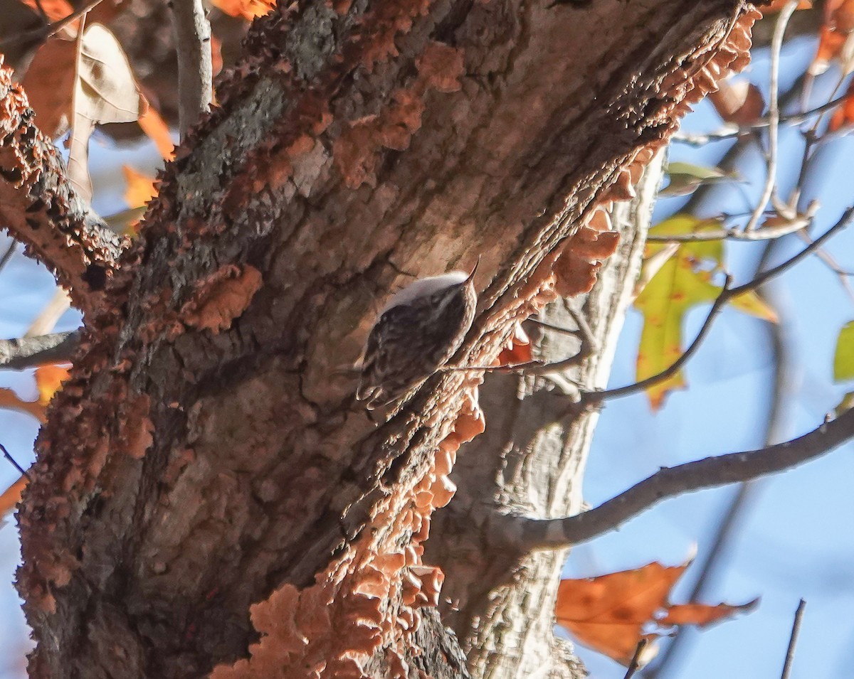 Brown Creeper - ML627133516