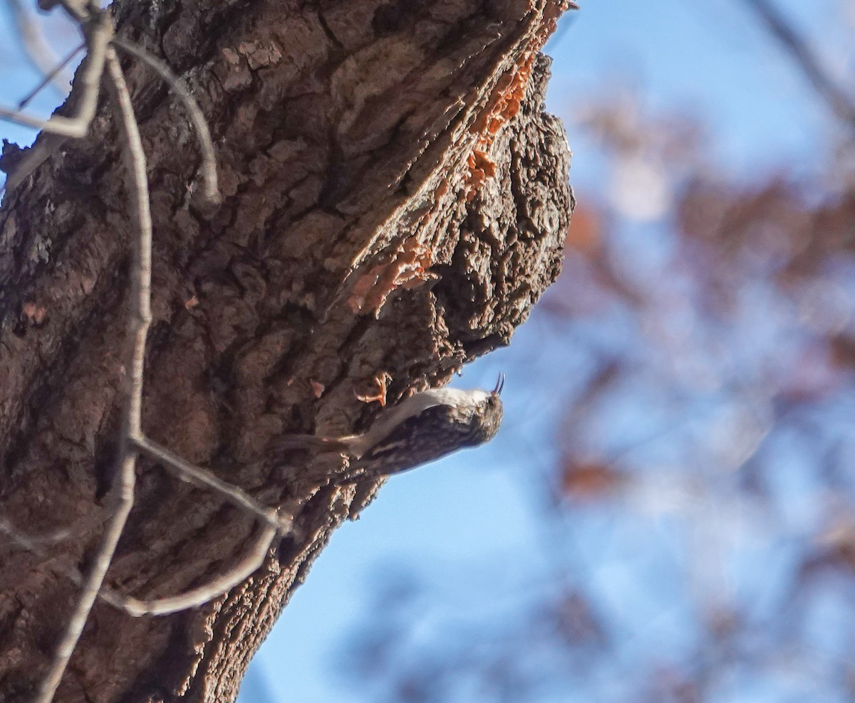 Brown Creeper - ML627133517