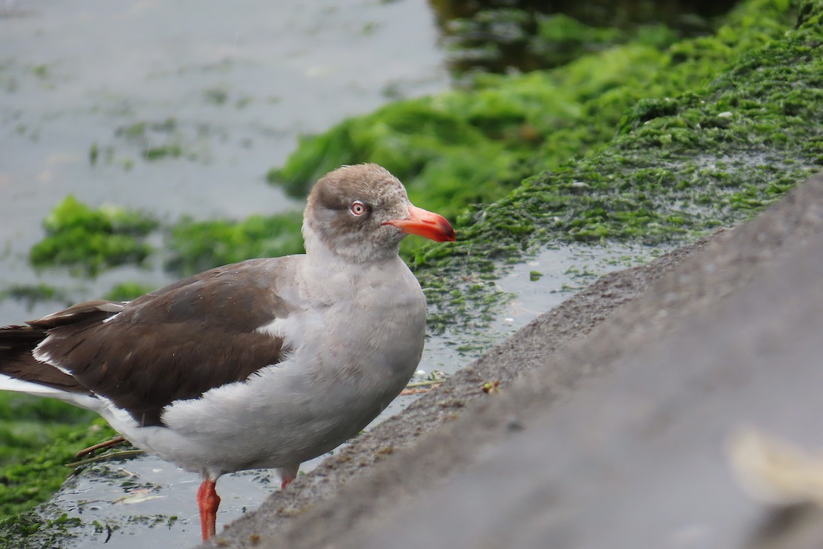 Dolphin Gull - ML627133587