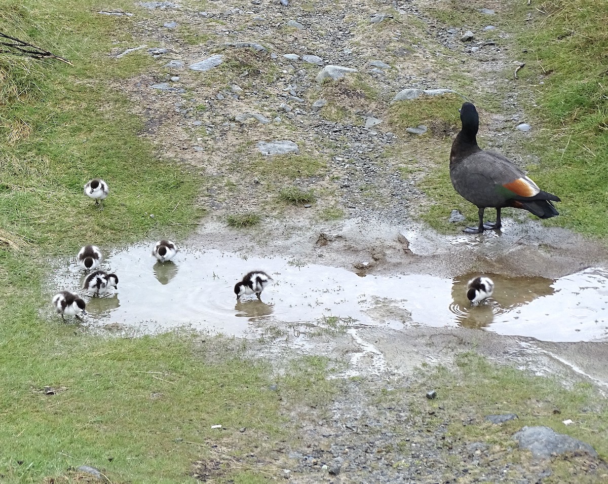 Paradise Shelduck - ML627133667