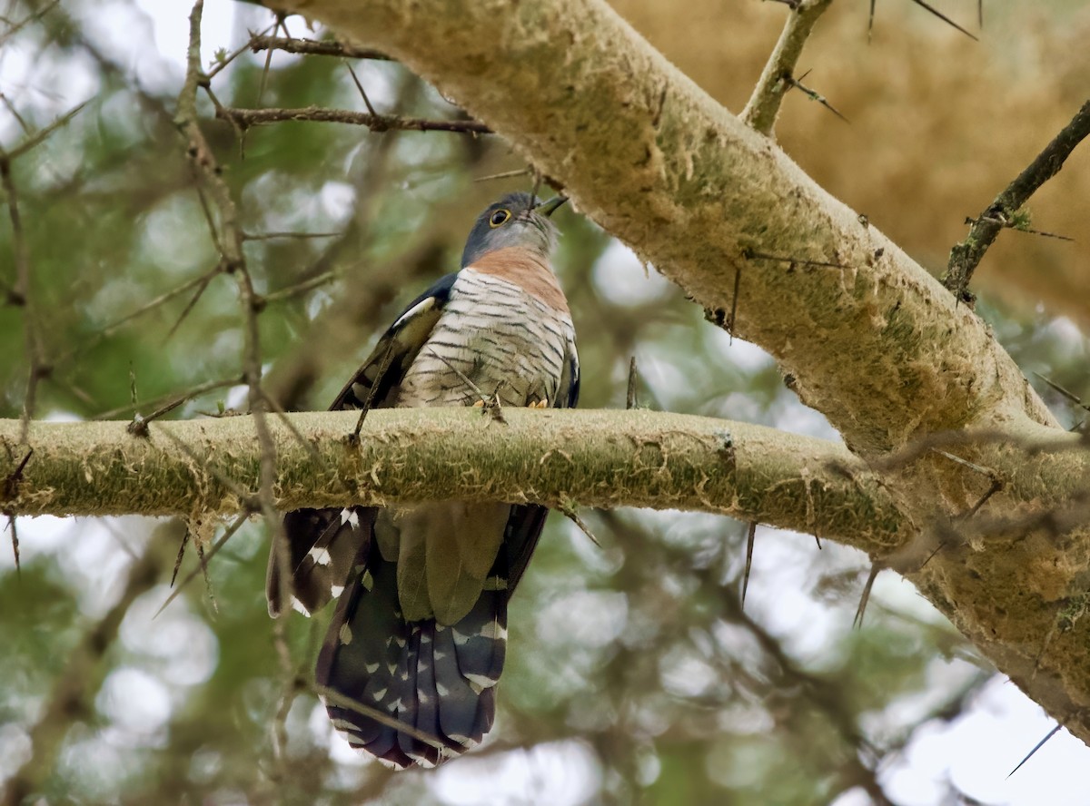 Red-chested Cuckoo - ML627133710