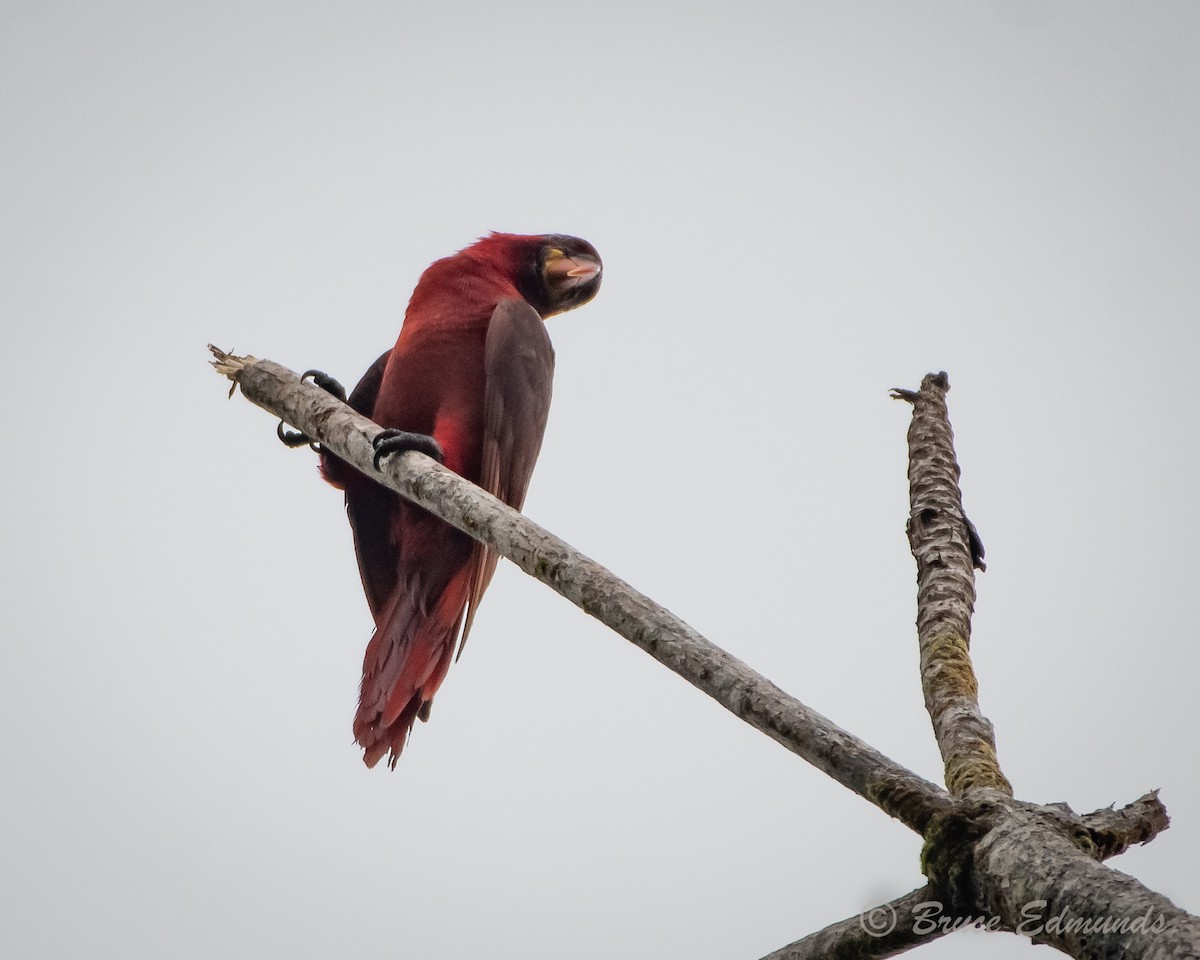 Cardinal Lory - ML627133777
