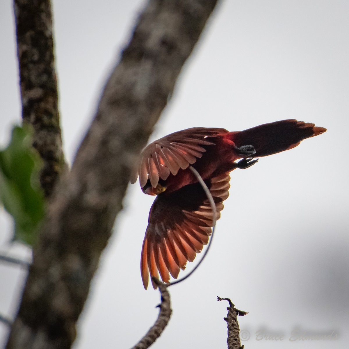 Cardinal Lory - ML627133778