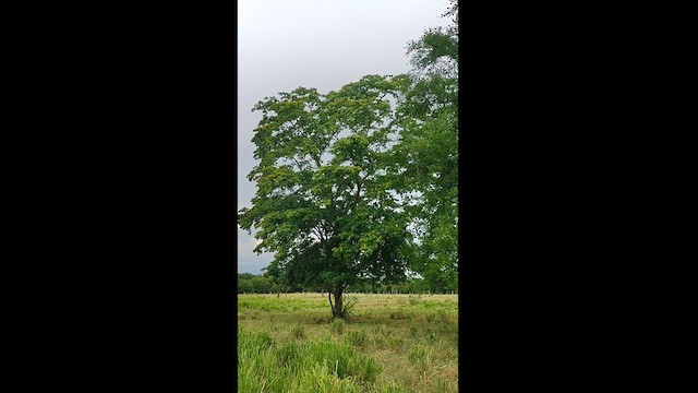 キボウシインコ - ML627133788