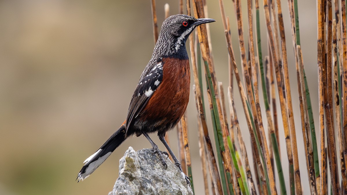 Cape Rockjumper - ML627133791