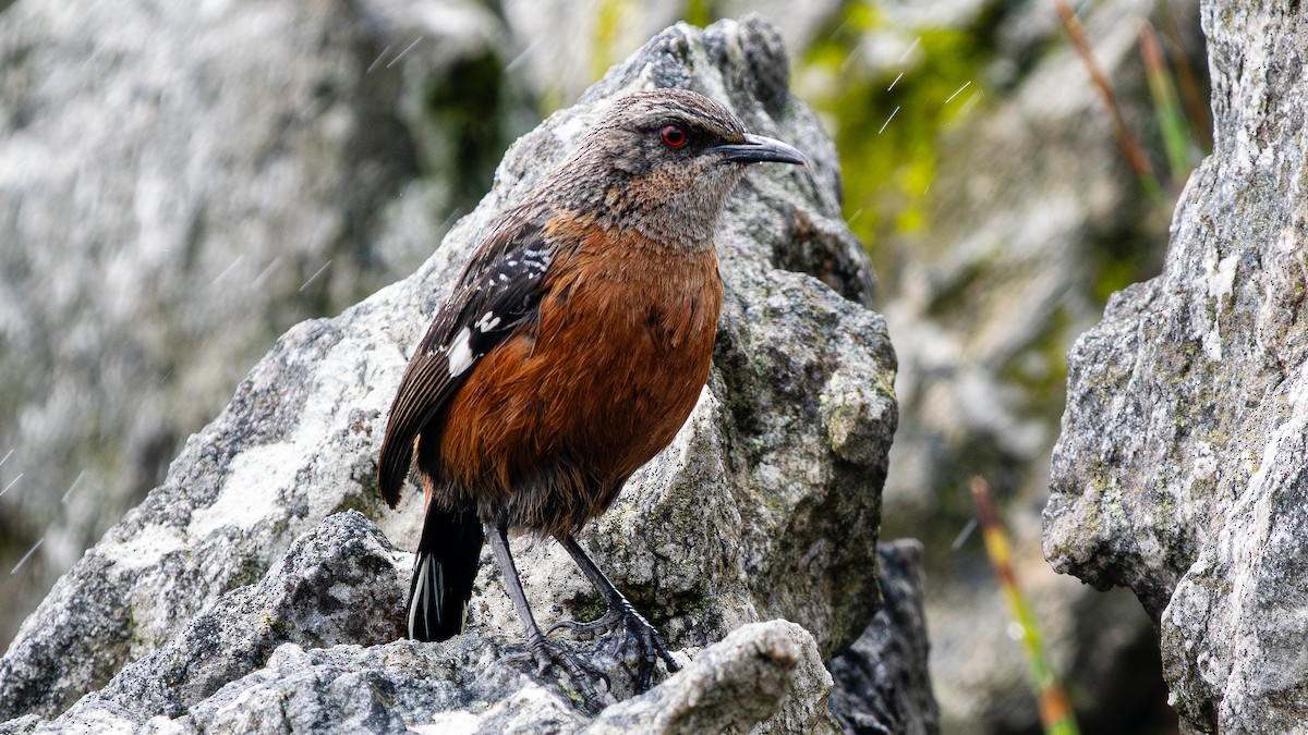 Cape Rockjumper - ML627133792