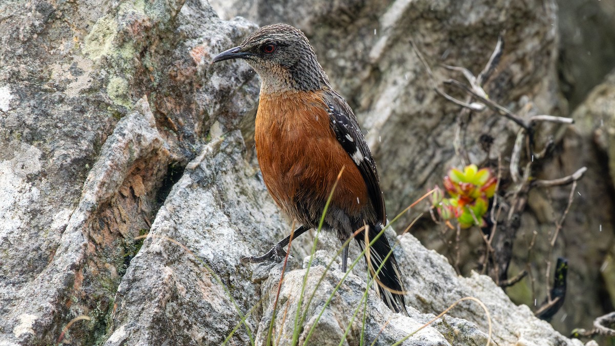 Cape Rockjumper - ML627133794