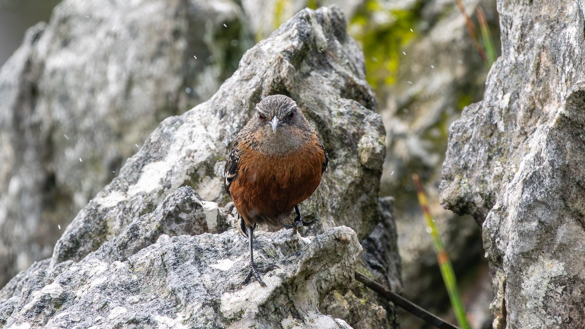 Cape Rockjumper - ML627133795