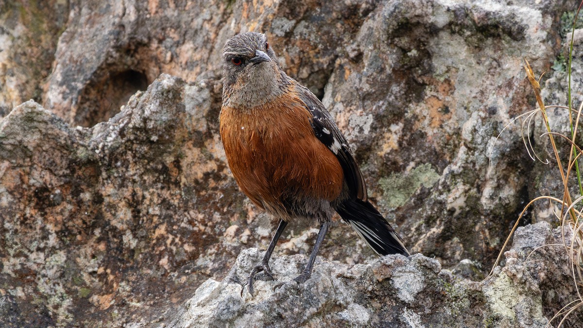 Cape Rockjumper - ML627133796