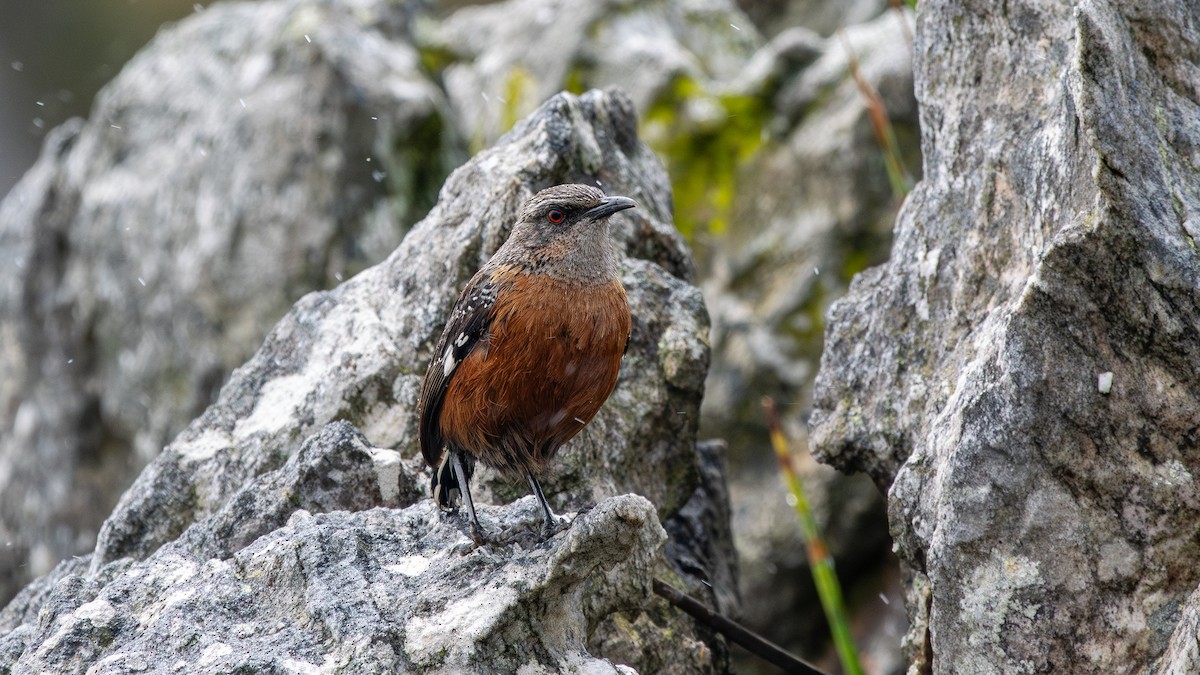 Cape Rockjumper - ML627133797