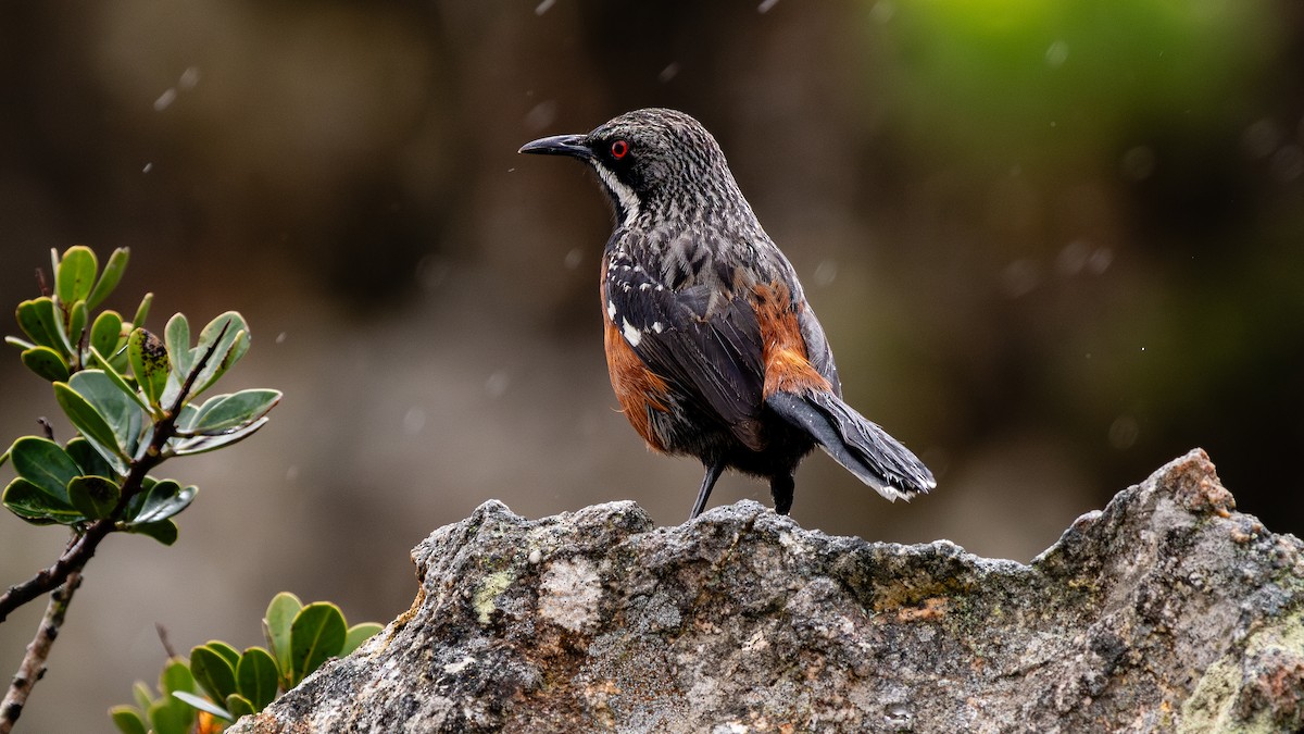 Cape Rockjumper - ML627133798