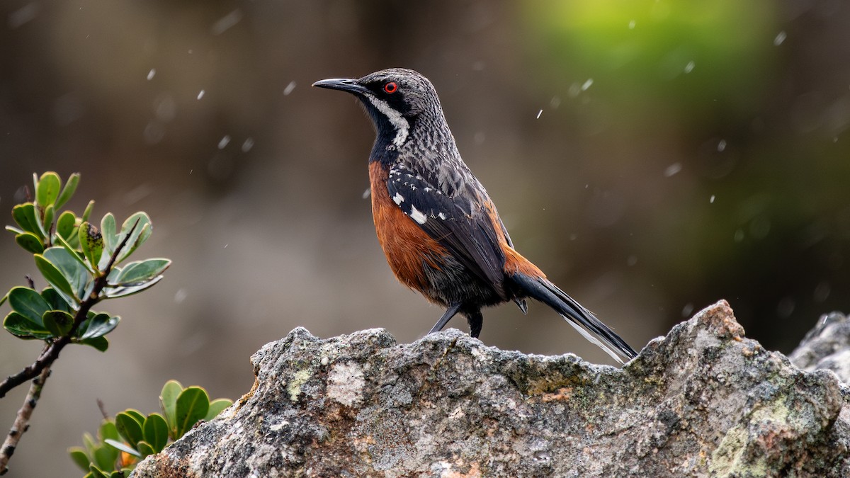 Cape Rockjumper - ML627133799