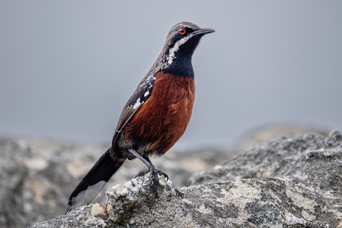 Cape Rockjumper - ML627133801