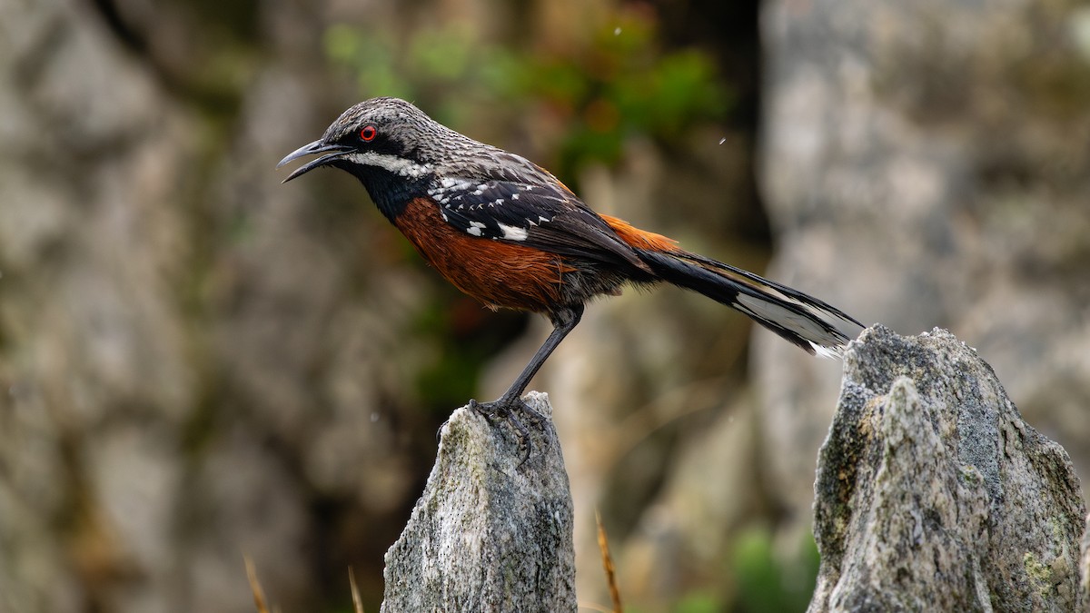 Cape Rockjumper - ML627133803