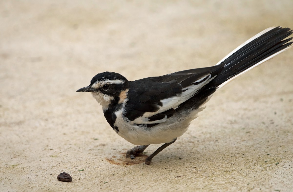 African Pied Wagtail - ML627133834