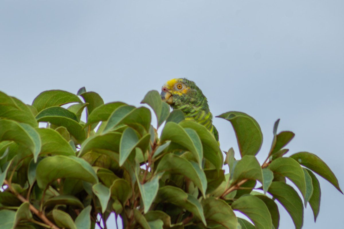 Yellow-faced Parrot - ML627134034