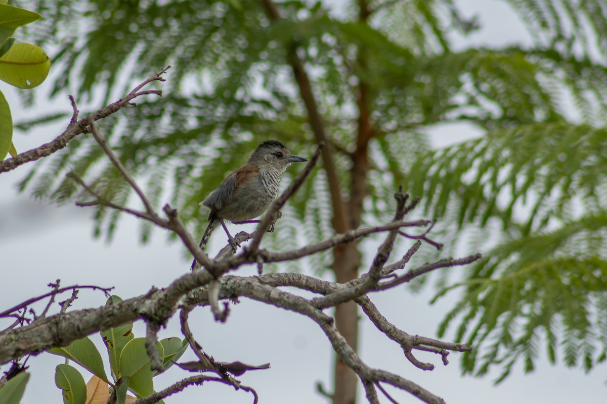 Rufous-winged Antshrike - ML627134044