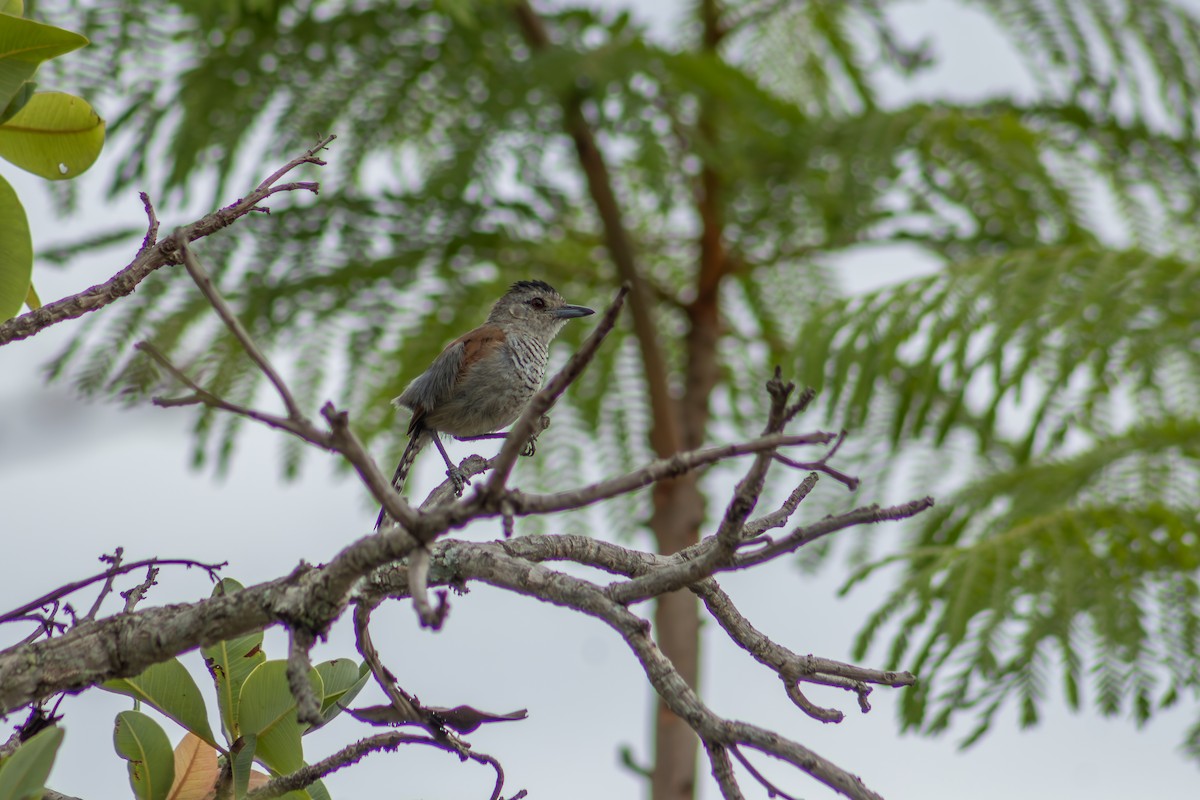 Rufous-winged Antshrike - ML627134045