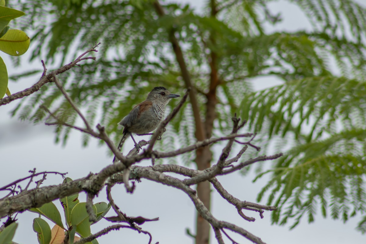 Rufous-winged Antshrike - ML627134046