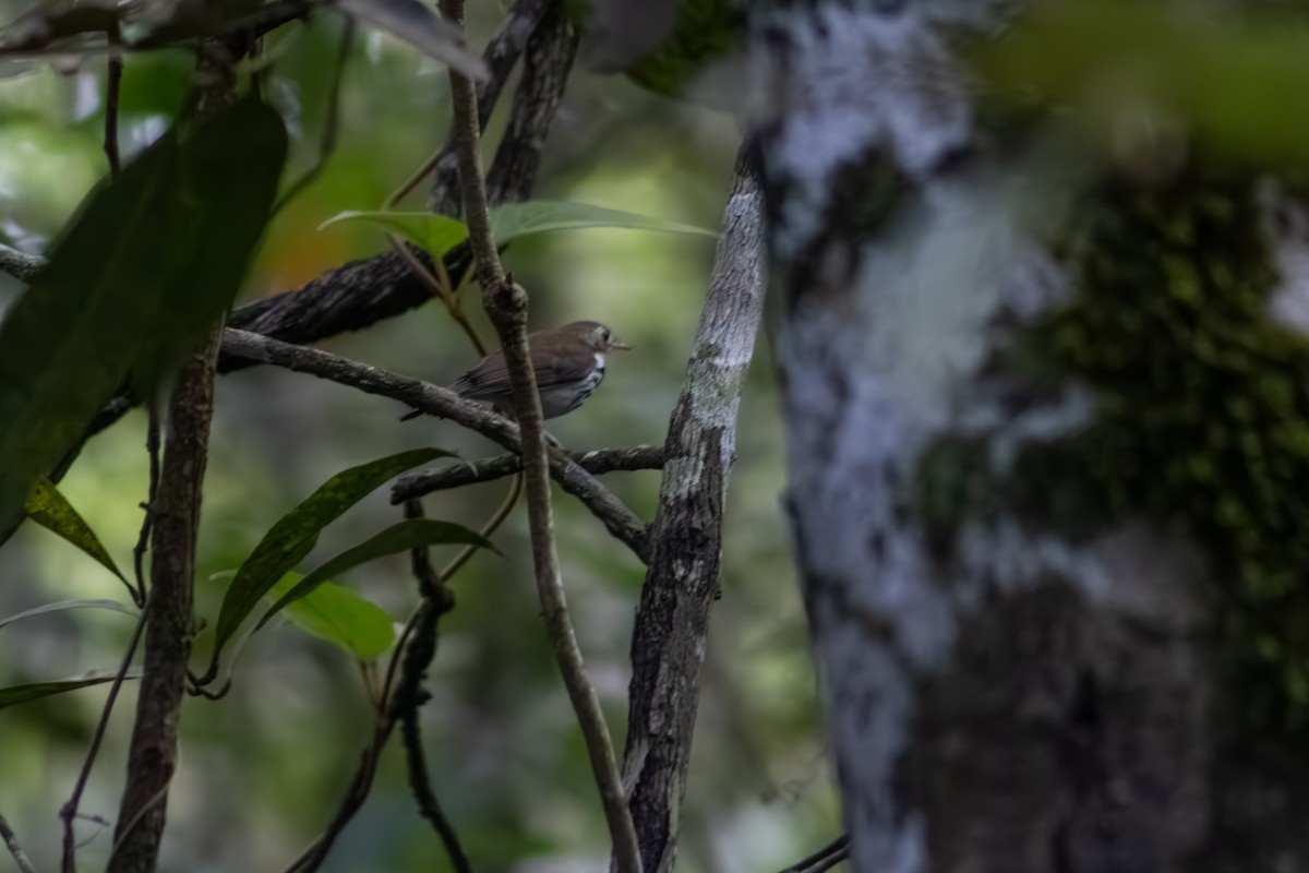 Southern Antpipit - ML627134073