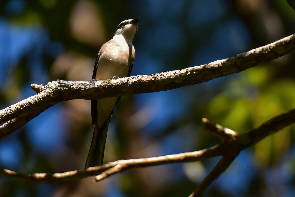 Brown-rumped Minivet - ML627134093