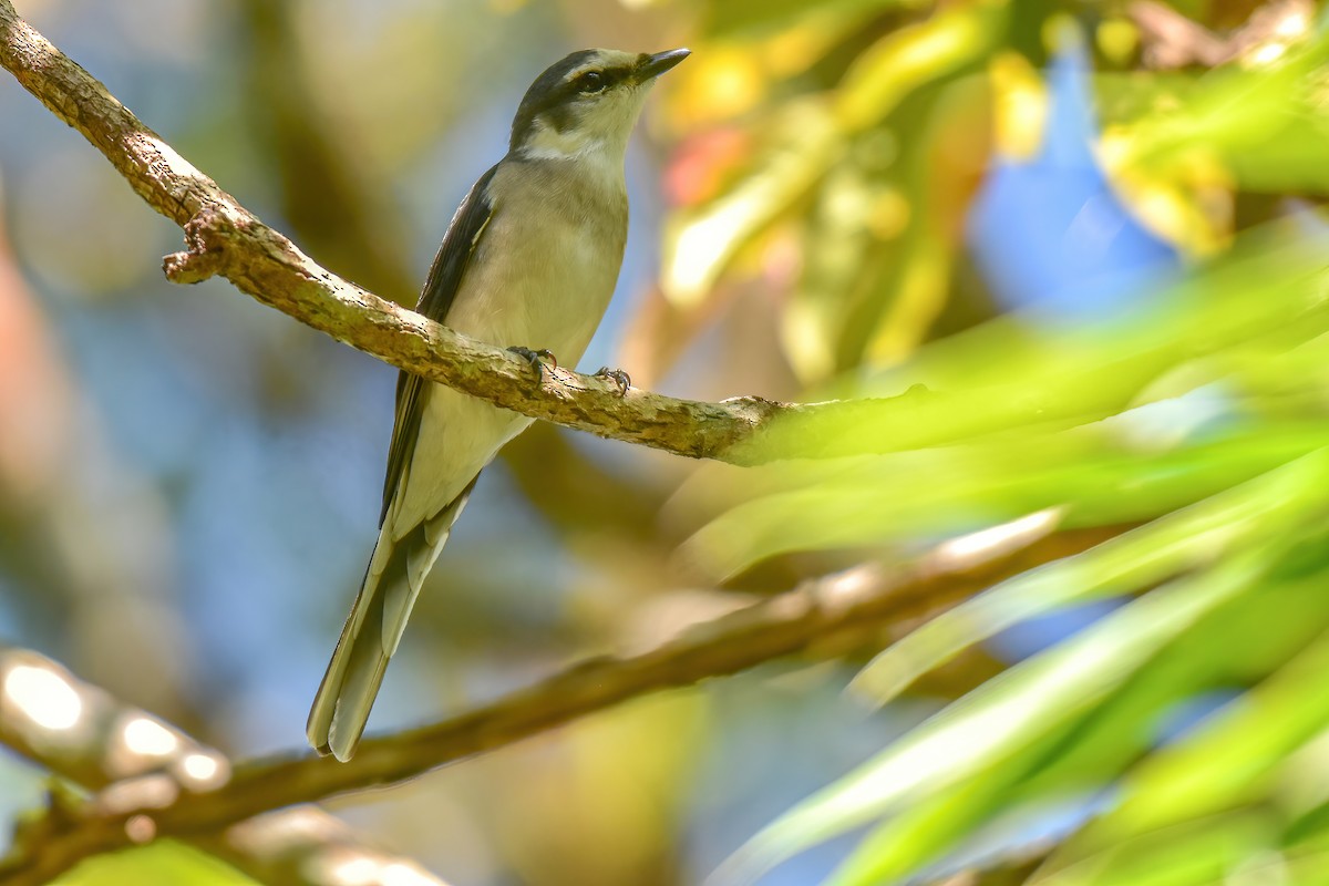 Brown-rumped Minivet - ML627134094