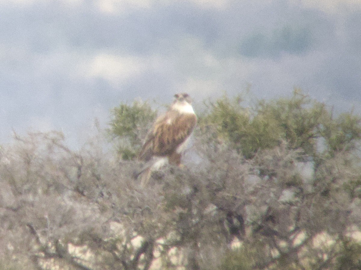 Ferruginous Hawk - ML627134144