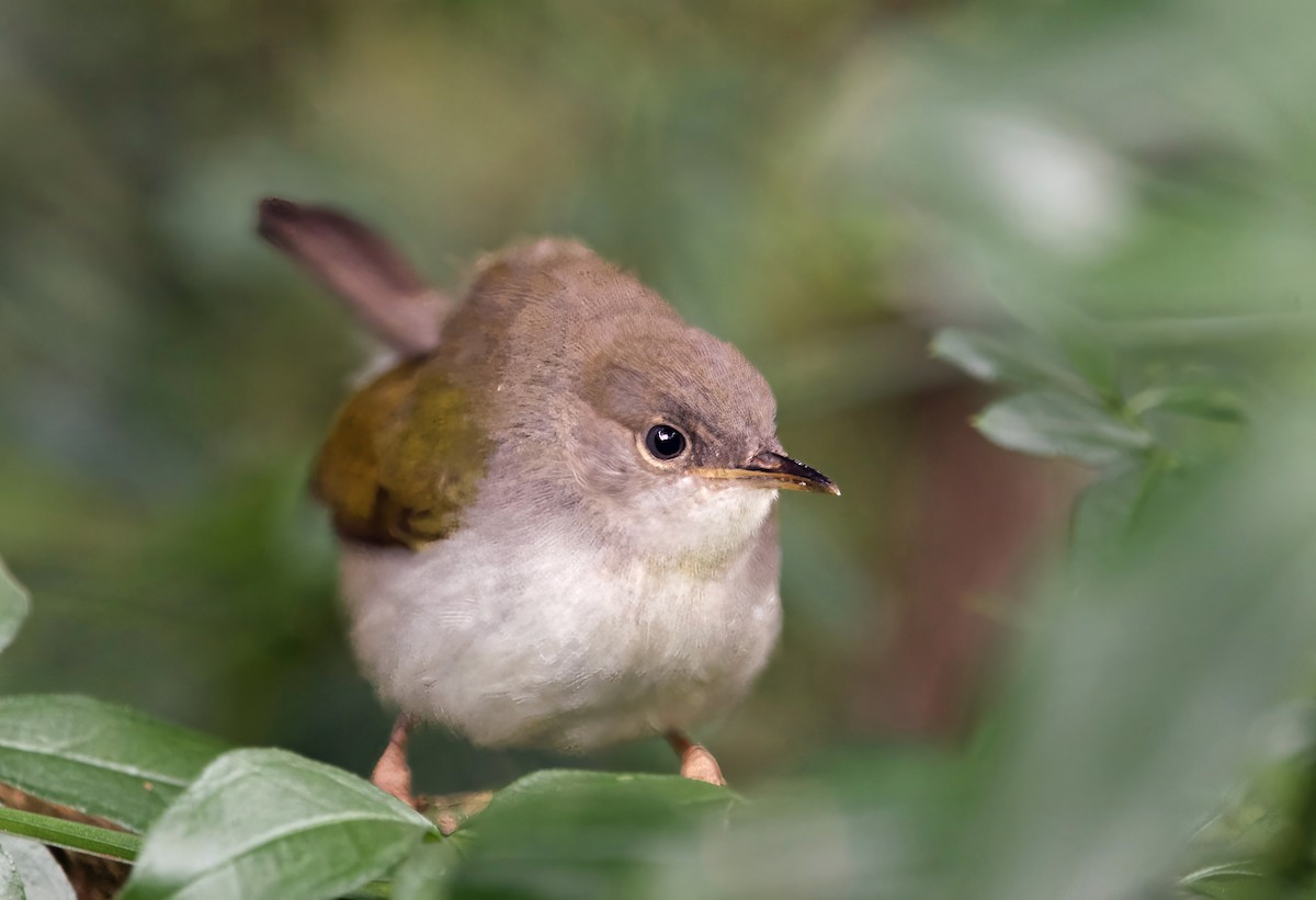 Green-backed Camaroptera - ML627134146