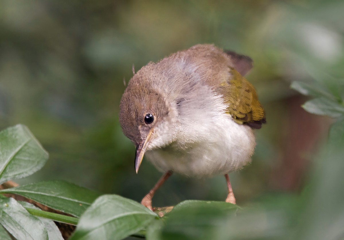 Green-backed Camaroptera - ML627134147