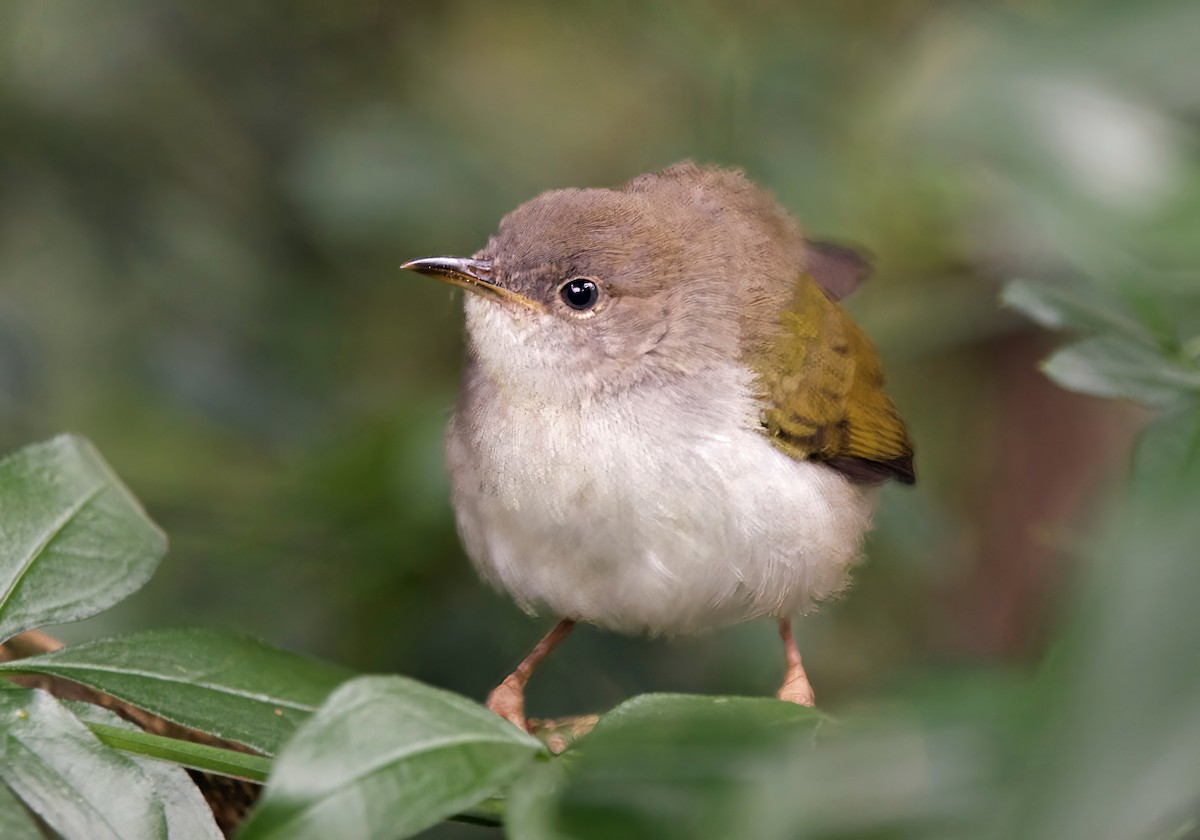 Green-backed Camaroptera - ML627134152