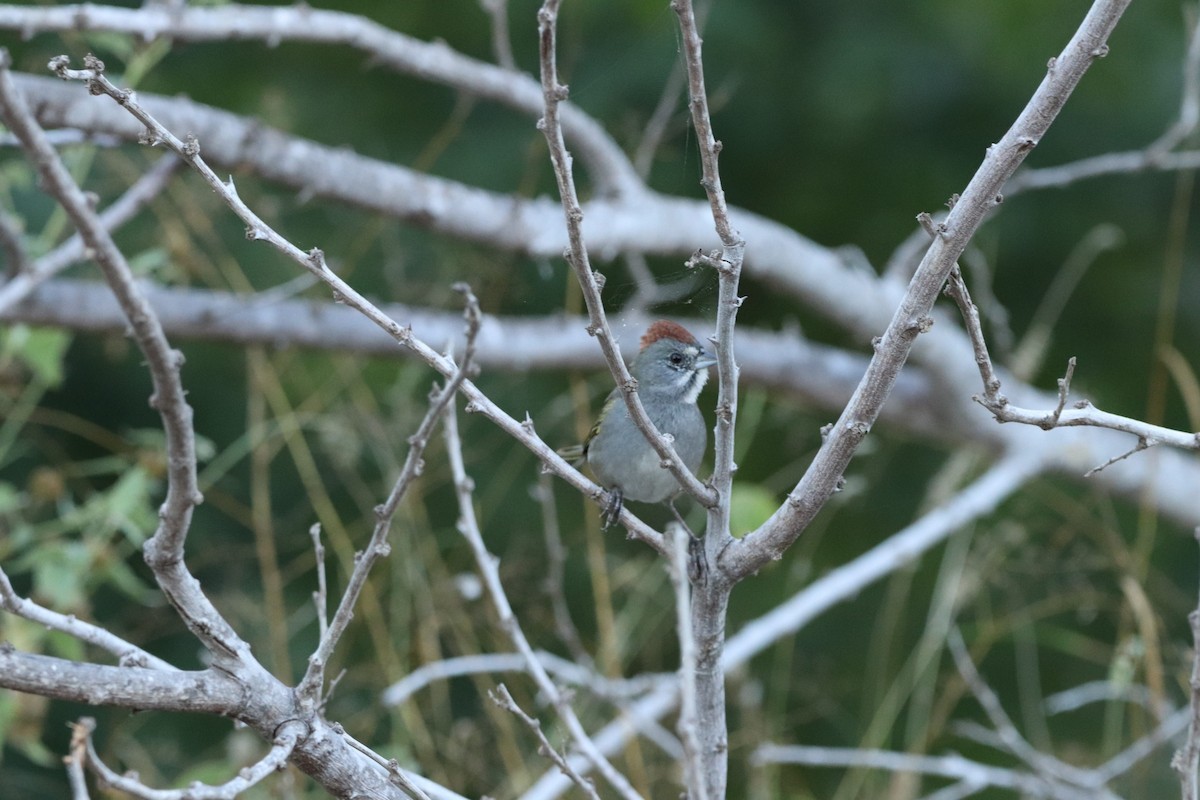 Green-tailed Towhee - ML627134554