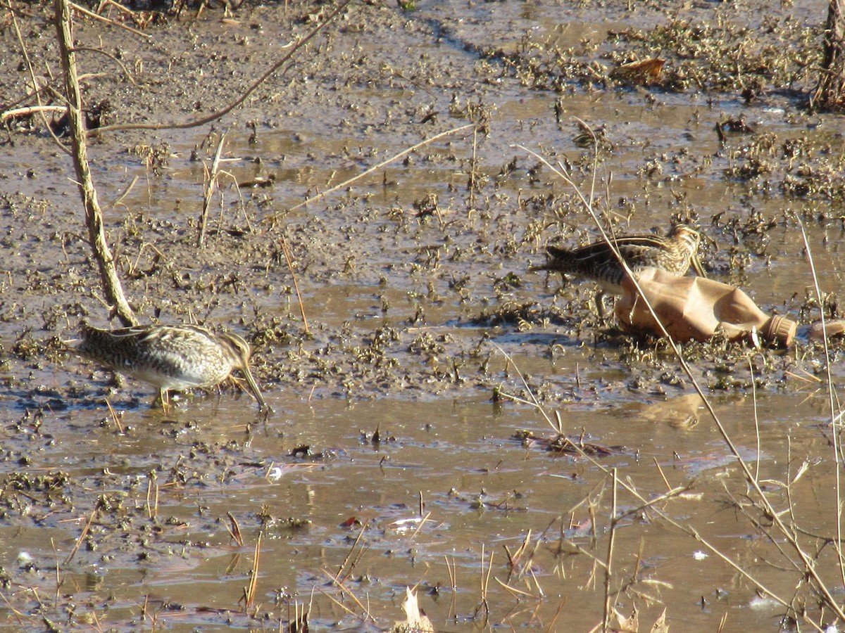 Wilson's Snipe - ML627134589