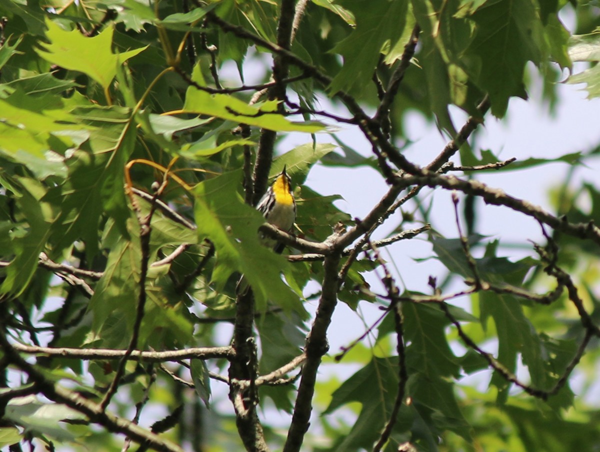 Yellow-throated Warbler - ML62713481