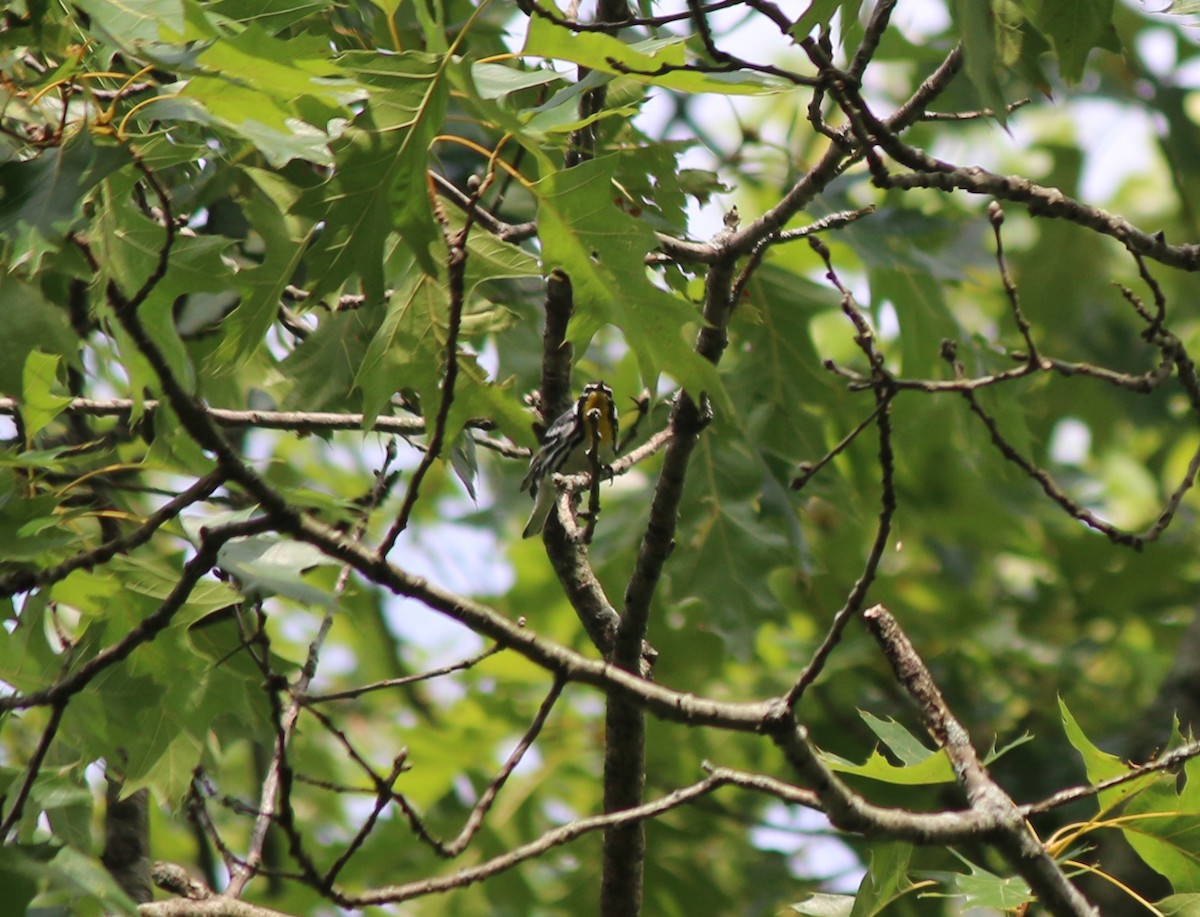 Yellow-throated Warbler - ML62713491