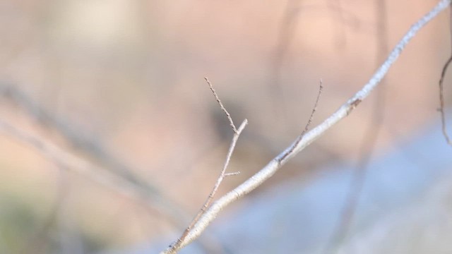 Hammond's Flycatcher - ML627135064