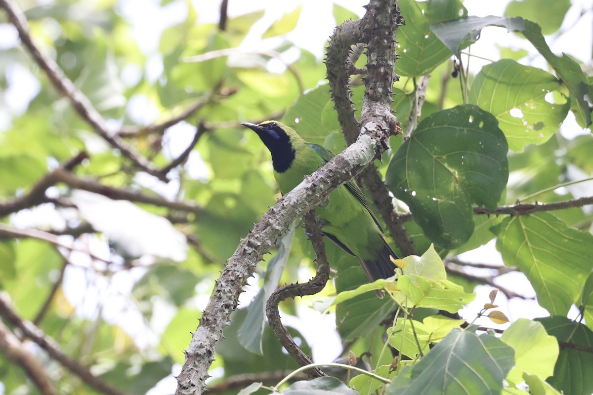 Sumatran Leafbird - ML627135269