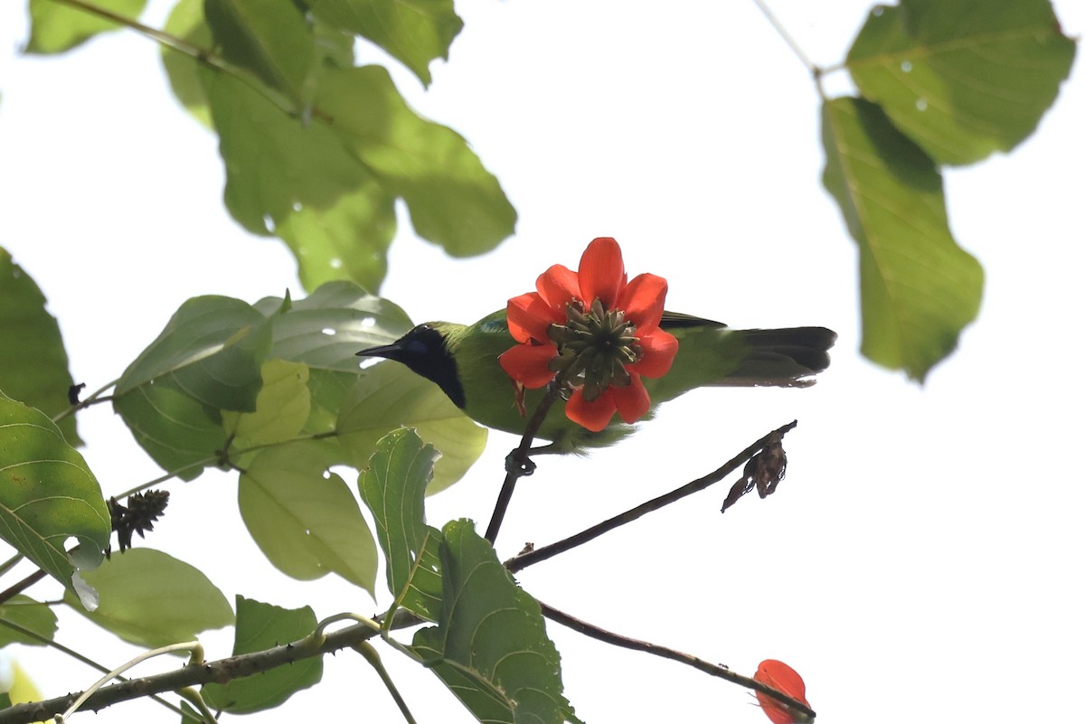 Sumatran Leafbird - ML627135272